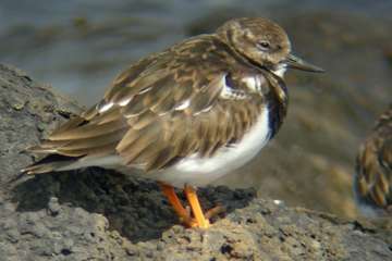 Salinetas y los pájaros/José Manuel Espiño.